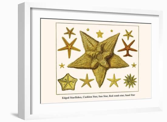 Edged Starfishes, Cushion Star, Sun Star, Red Comb Star, Sand Star-Albertus Seba-Framed Art Print