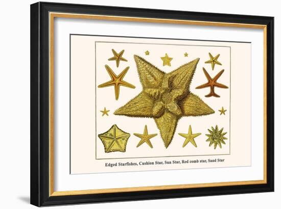 Edged Starfishes, Cushion Star, Sun Star, Red Comb Star, Sand Star-Albertus Seba-Framed Art Print