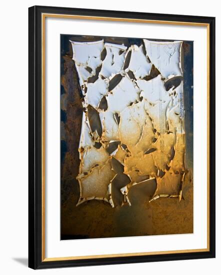 Edgefish-Craig Satterlee-Framed Photographic Print