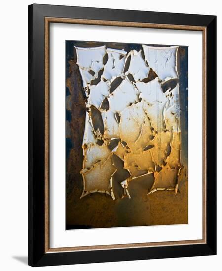 Edgefish-Craig Satterlee-Framed Photographic Print