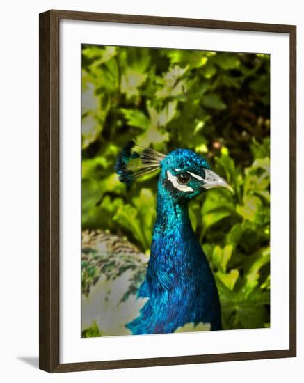 Edgelist-Tim Kahane-Framed Photographic Print