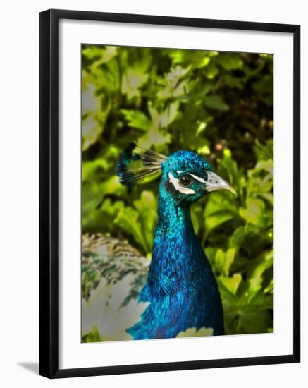 Edgelist-Tim Kahane-Framed Photographic Print