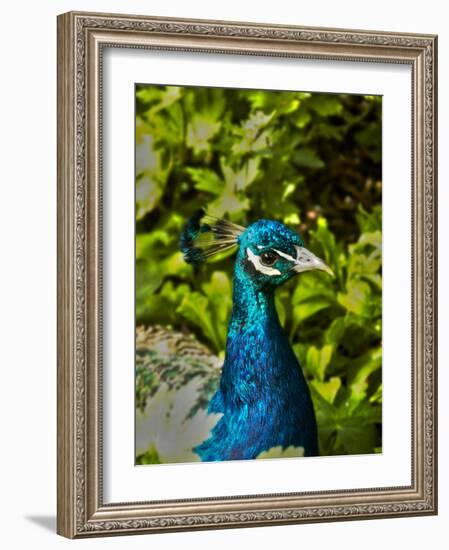 Edgelist-Tim Kahane-Framed Photographic Print