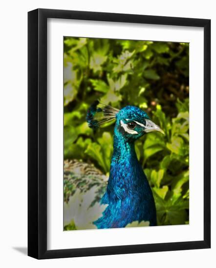 Edgelist-Tim Kahane-Framed Photographic Print