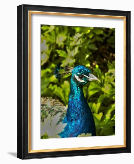 Edgelist-Tim Kahane-Framed Photographic Print