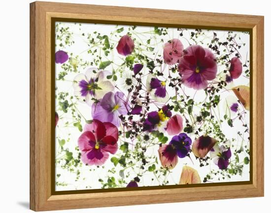 Edible Flowers and Sprouts-Luzia Ellert-Framed Premier Image Canvas