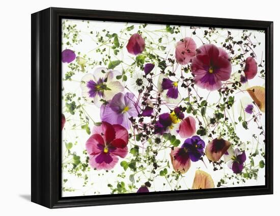 Edible Flowers and Sprouts-Luzia Ellert-Framed Premier Image Canvas