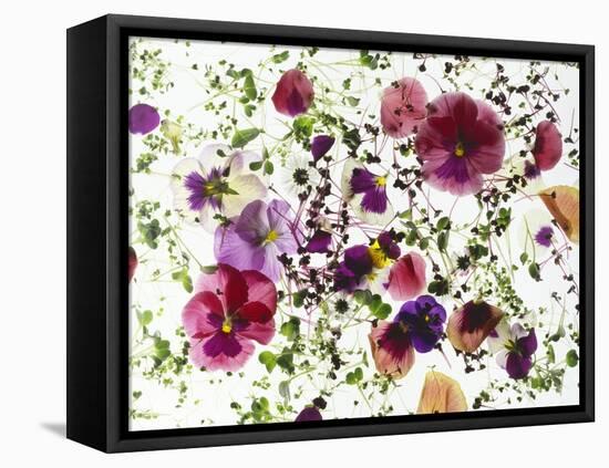 Edible Flowers and Sprouts-Luzia Ellert-Framed Premier Image Canvas