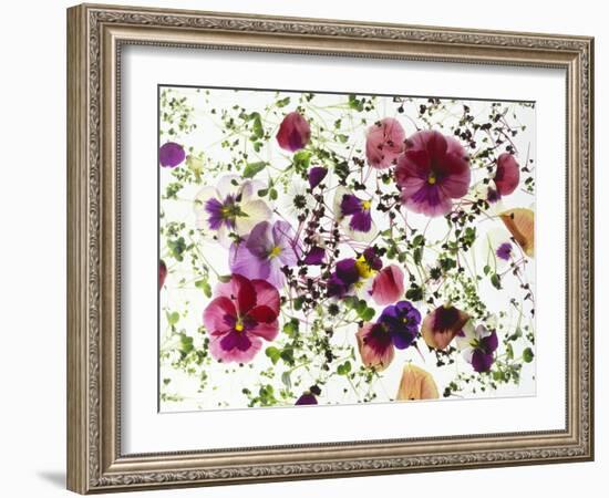 Edible Flowers and Sprouts-Luzia Ellert-Framed Photographic Print