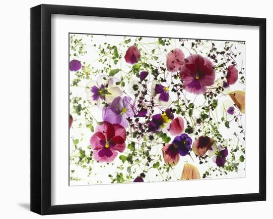 Edible Flowers and Sprouts-Luzia Ellert-Framed Photographic Print