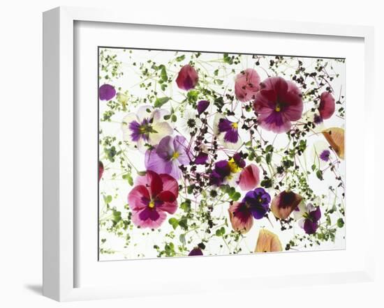 Edible Flowers and Sprouts-Luzia Ellert-Framed Photographic Print