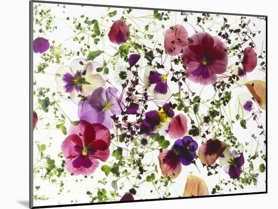 Edible Flowers and Sprouts-Luzia Ellert-Mounted Photographic Print