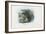 Edible Frog, 1863-79-Raimundo Petraroja-Framed Giclee Print