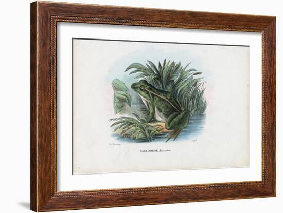 Edible Frog, 1863-79-Raimundo Petraroja-Framed Giclee Print