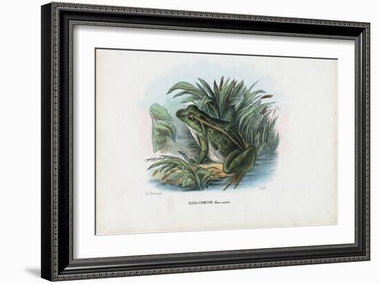 Edible Frog, 1863-79-Raimundo Petraroja-Framed Giclee Print