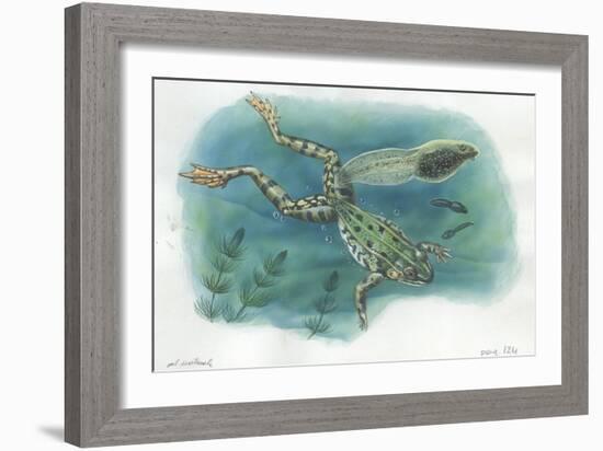 Edible Frog Rana Esculenta or Pelophylax Esculentus with its Tadpoles-null-Framed Giclee Print