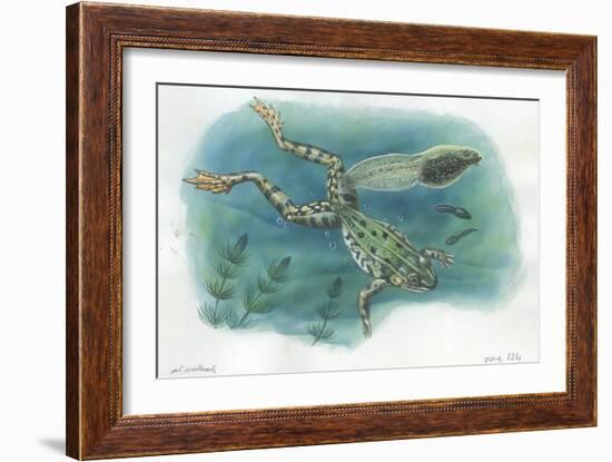 Edible Frog Rana Esculenta or Pelophylax Esculentus with its Tadpoles-null-Framed Giclee Print