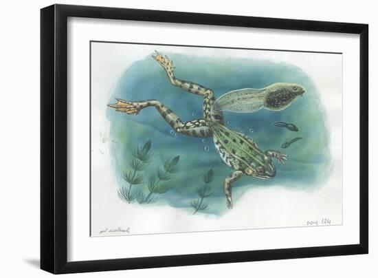 Edible Frog Rana Esculenta or Pelophylax Esculentus with its Tadpoles-null-Framed Giclee Print