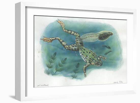 Edible Frog Rana Esculenta or Pelophylax Esculentus with its Tadpoles-null-Framed Giclee Print