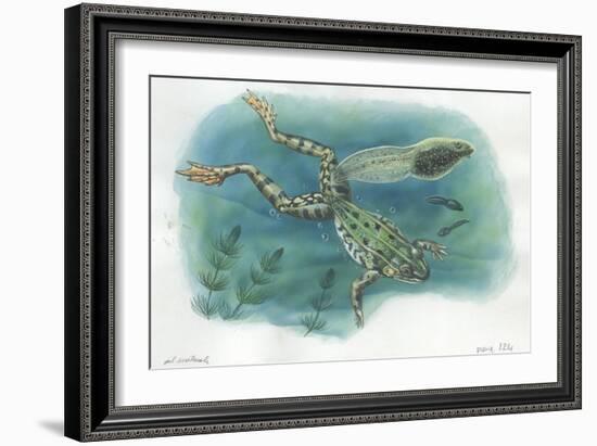 Edible Frog Rana Esculenta or Pelophylax Esculentus with its Tadpoles-null-Framed Giclee Print