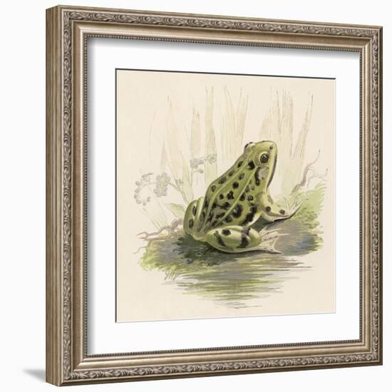 Edible Frog-null-Framed Art Print