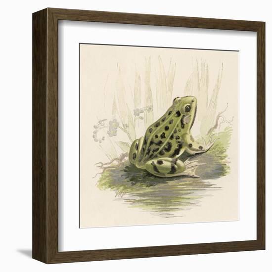 Edible Frog-null-Framed Art Print