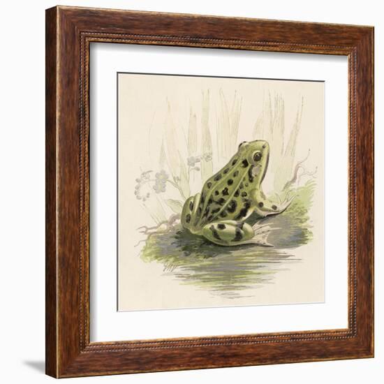 Edible Frog-null-Framed Art Print