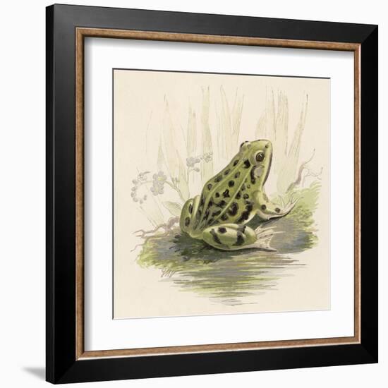 Edible Frog-null-Framed Art Print