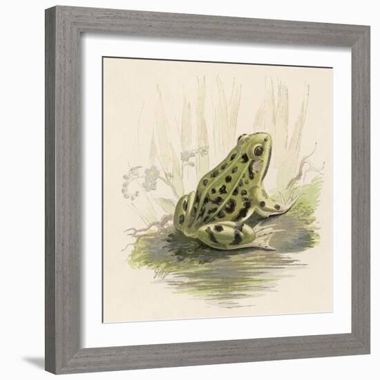 Edible Frog-null-Framed Art Print