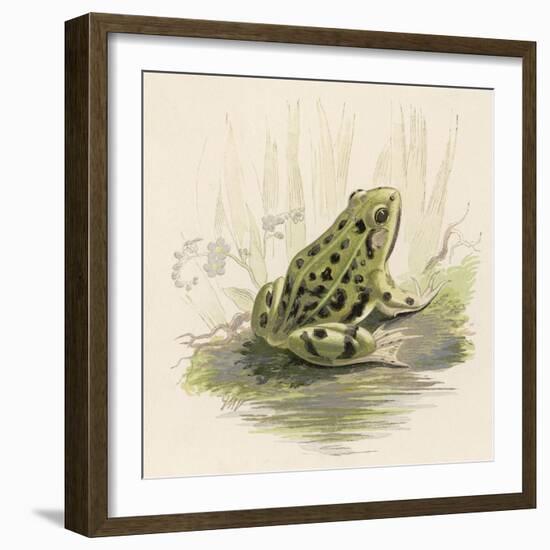 Edible Frog-null-Framed Art Print