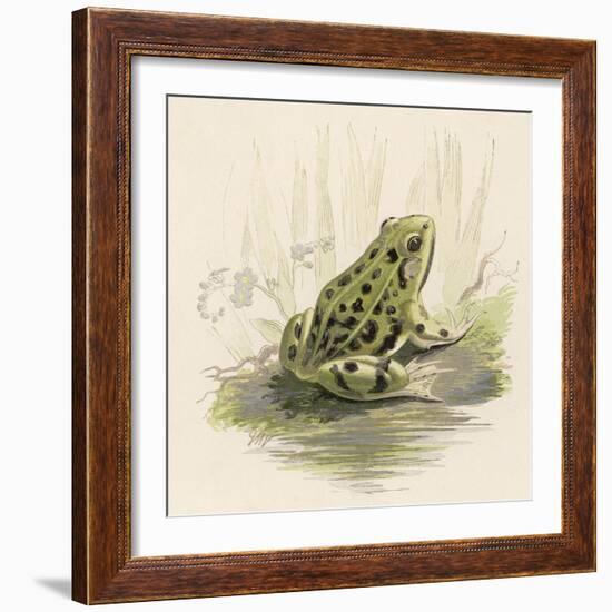 Edible Frog-null-Framed Art Print