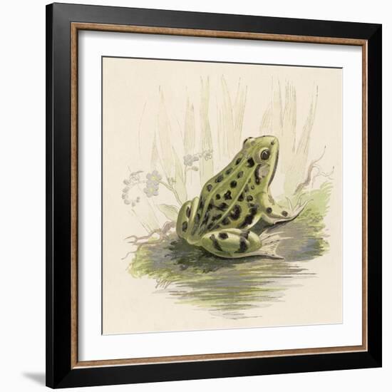 Edible Frog-null-Framed Art Print