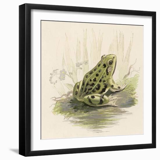 Edible Frog-null-Framed Art Print