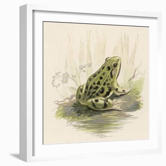 Edible Frog-null-Framed Art Print