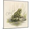 Edible Frog-null-Mounted Art Print