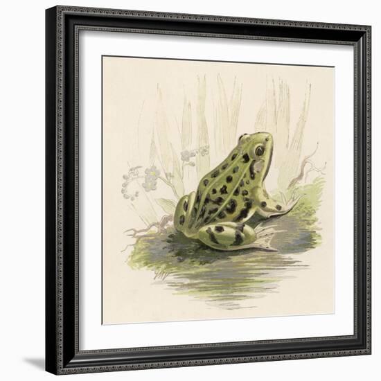 Edible Frog-null-Framed Art Print