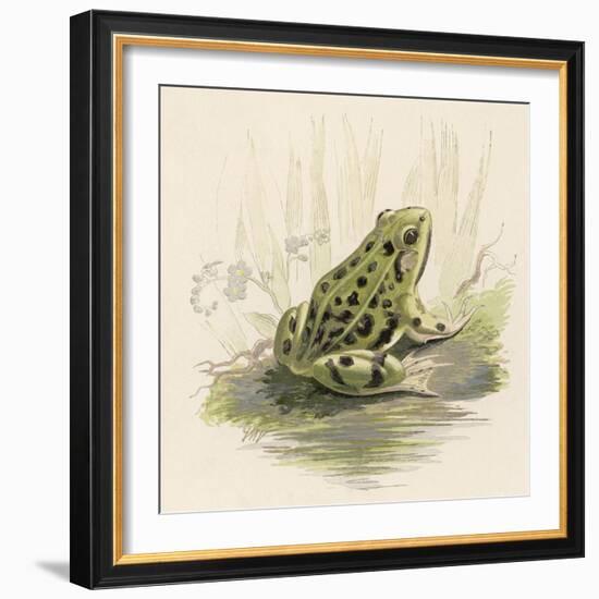 Edible Frog-null-Framed Art Print