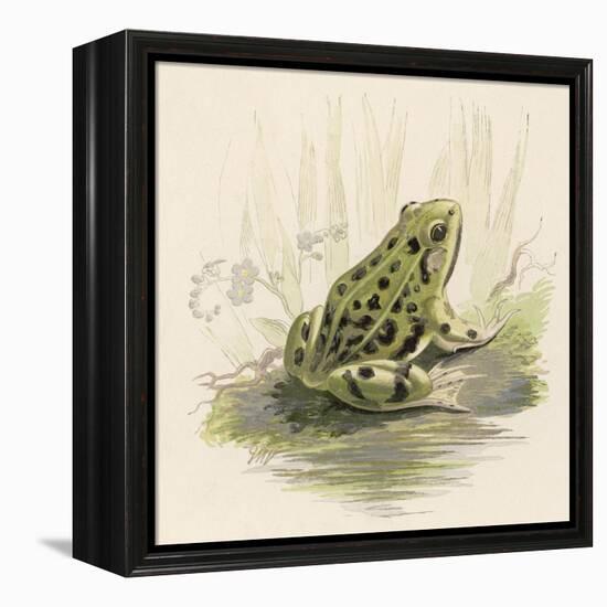 Edible Frog-null-Framed Stretched Canvas