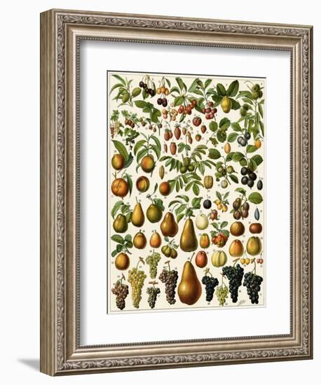 Edible Fruits-null-Framed Giclee Print