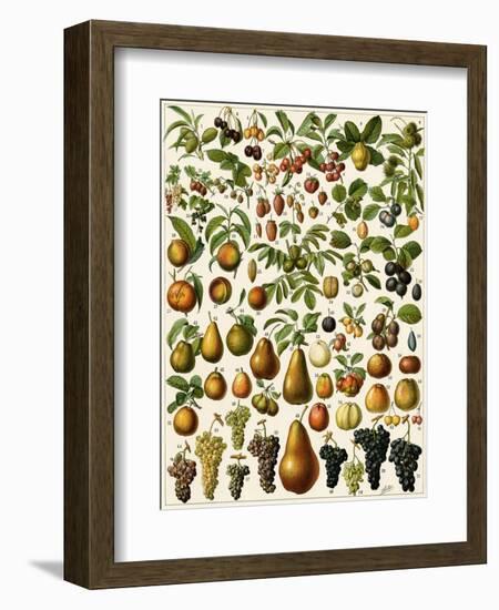 Edible Fruits-null-Framed Giclee Print