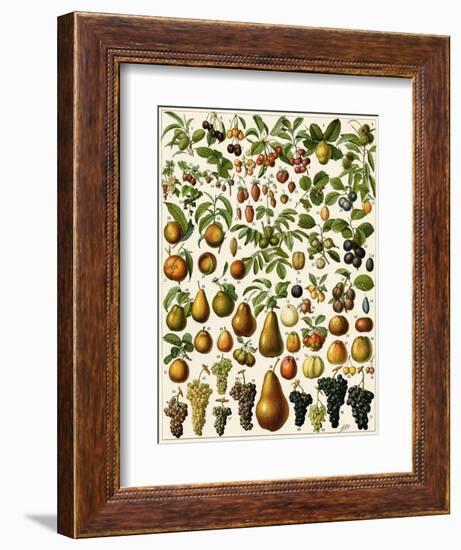 Edible Fruits-null-Framed Giclee Print