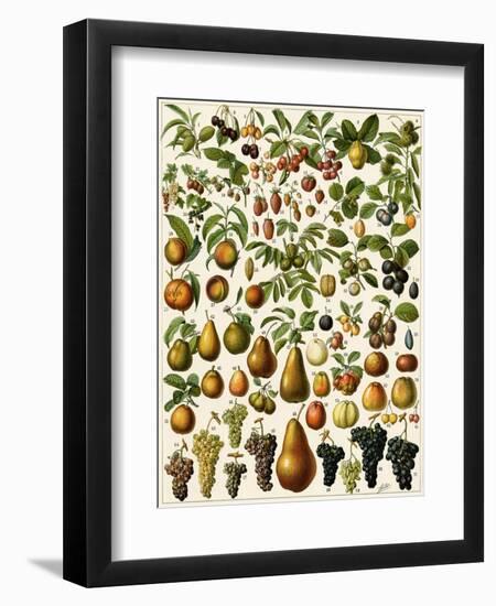 Edible Fruits-null-Framed Giclee Print