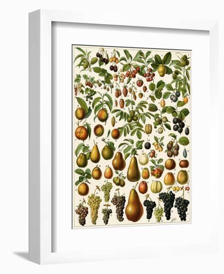 Edible Fruits-null-Framed Giclee Print