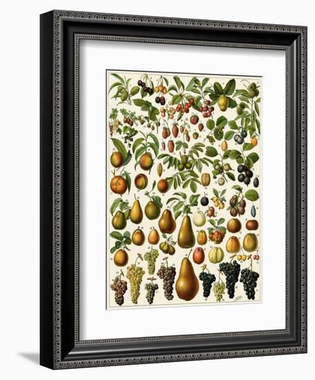 Edible Fruits-null-Framed Giclee Print