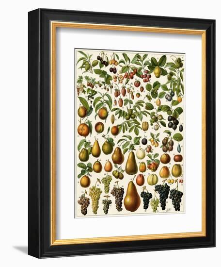 Edible Fruits-null-Framed Giclee Print