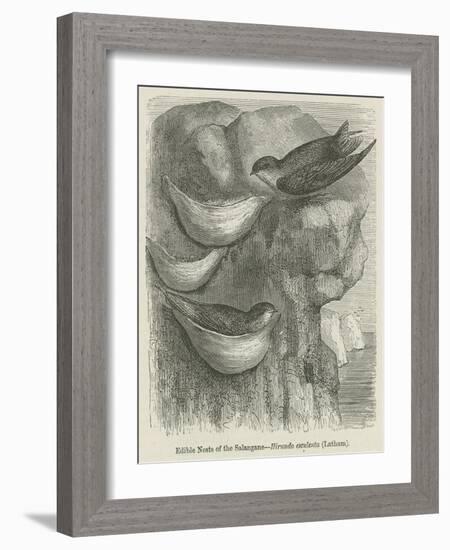 Edible Nests of the Salangane-null-Framed Giclee Print