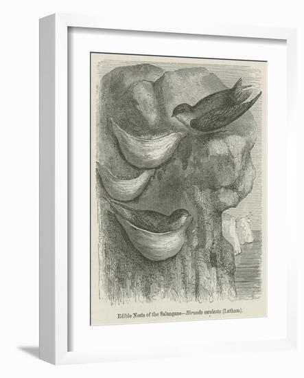 Edible Nests of the Salangane-null-Framed Giclee Print