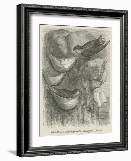 Edible Nests of the Salangane-null-Framed Giclee Print