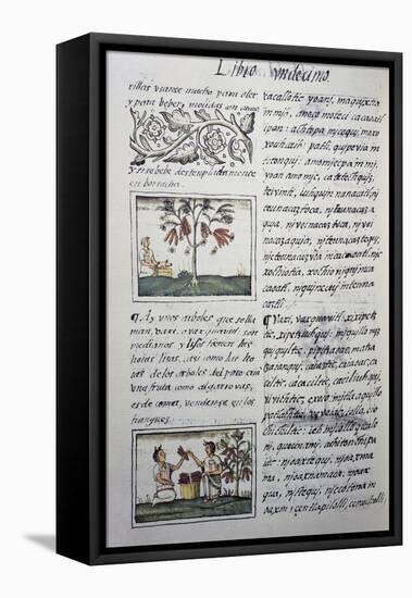 Edible Plants, Red Beans, Page from Book XI of Florentine Codex-null-Framed Premier Image Canvas