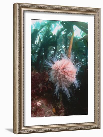 Edible Sea Urchin-Georgette Douwma-Framed Photographic Print